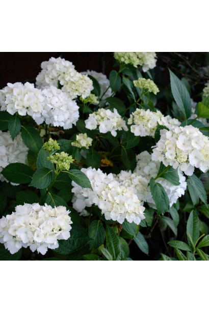 Гортензія широколиста Mme Em. Mouillere опис